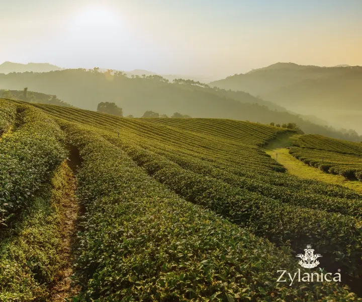 Herbaty Zylanica